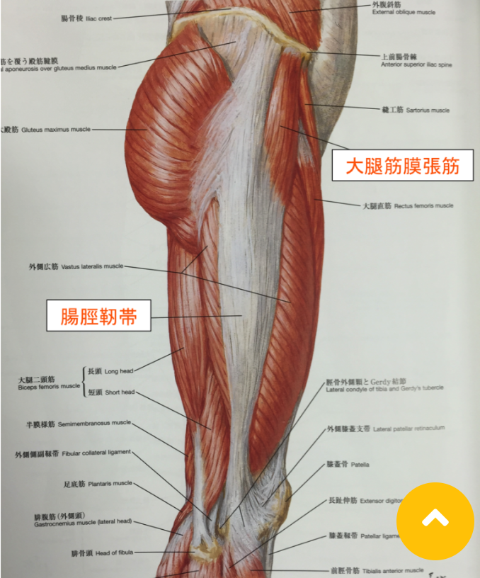 ふくらはぎ筋肉の画像